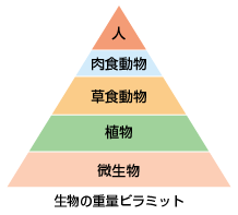 生態系のピラミッド