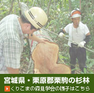 宮城県・栗原郡栗駒 杉林